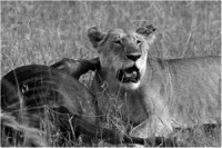 Lion and wildebeest.
